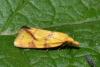 Agapeta hamana